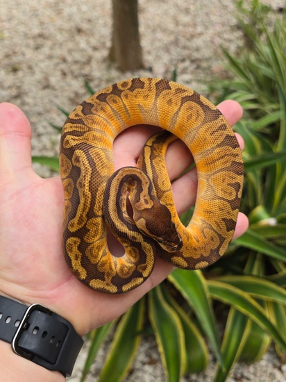 Sunset Het Clown Ball Python by Morph Jungle