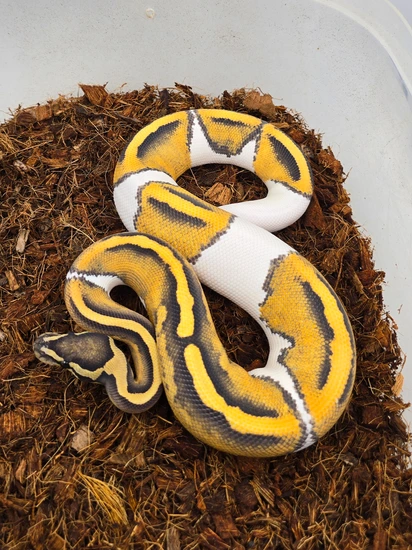 GHI DG Pied Ball Python by Morph Jungle