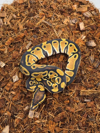 OD DH Hypo Puzzle Ball Python by Morph Jungle