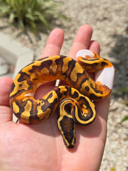 Enchi YB Pied Het Sunset Ball Python by Morph Jungle