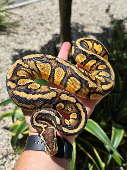 Pastel Stranger Het Clown Ball Python by Morph Jungle