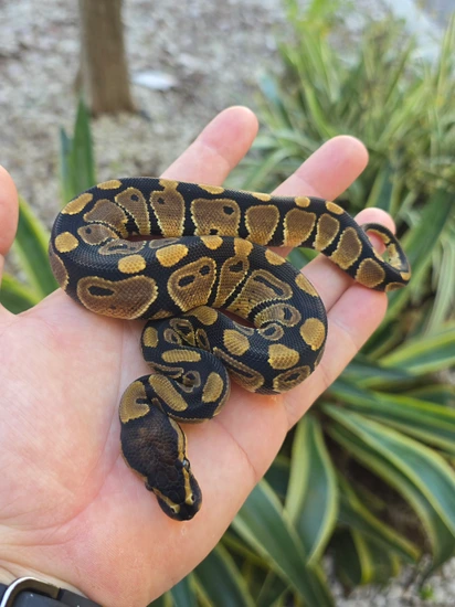TH VPI Axanthic DG Clown Ball Python by Morph Jungle