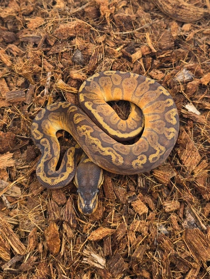 Sunset Ball Python by Morph Jungle