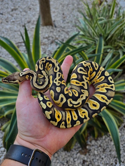 Pastel GHI Cypress Het VPI Axanthic Ball Python by Morph Jungle