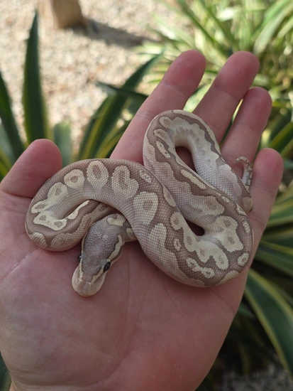 Pastel Bamboo YB Ball Python by Morph Jungle