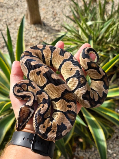 Pastel VPI Axanthic Het DG Ball Python by Morph Jungle