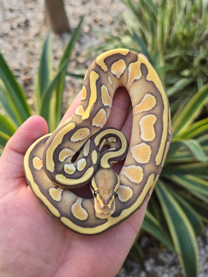 Butter Hypo Het Puzzle Ball Python by Morph Jungle