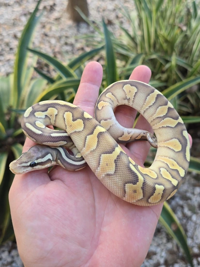 Pastel Butter Chocolate Hypo Het Puzzle Ball Python by Morph Jungle