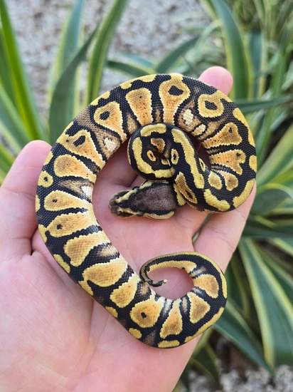 Pastel DH Paint Clown Ball Python by Morph Jungle