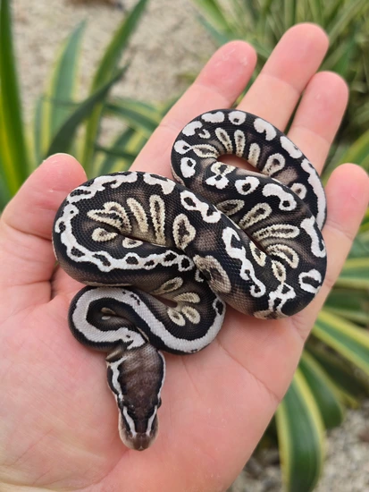 Pastel GHI Cypress VPI Axanthic Ball Python by Morph Jungle