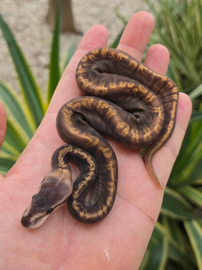 GHI Vanilla Sunset Ball Python by Morph Jungle