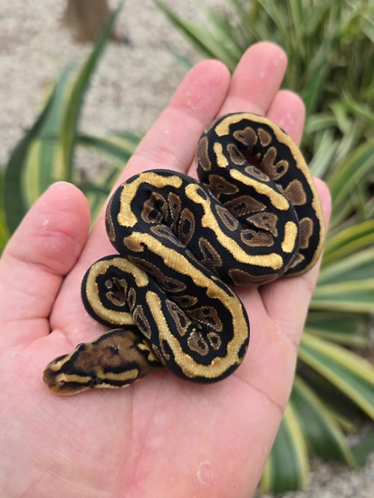 Spotnose Het Sunset Ball Python by Morph Jungle