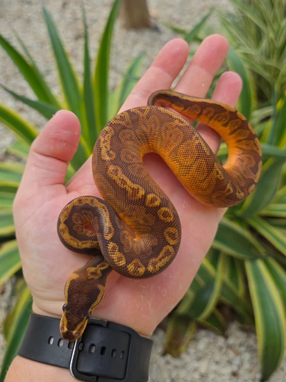 Sunset Ball Python by Morph Jungle