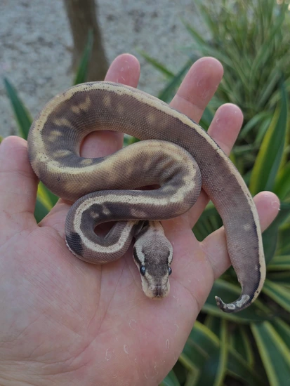 Super GHI Pastave HGW Ball Python by Morph Jungle