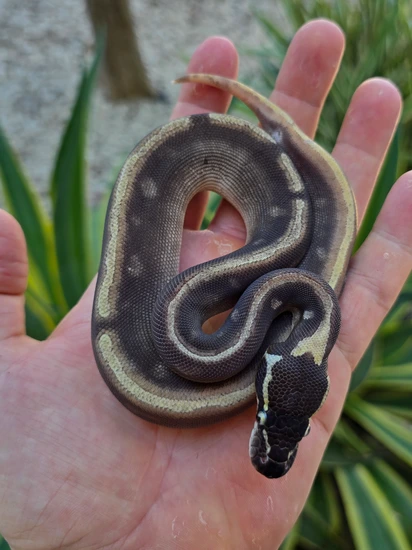 Super GHI Enchi Lesser Het Pied Ball Python by Morph Jungle