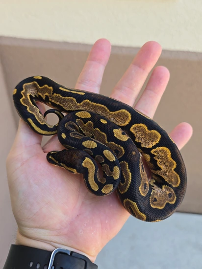 Calico Pos DH Sunset Ultramel Ball Python by Morph Jungle