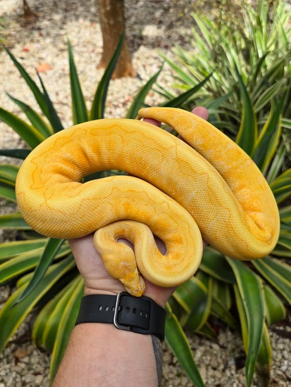 Enchi Leopard Spotnose Lavender Albino Het Pied Pos Het Clown Ball ...