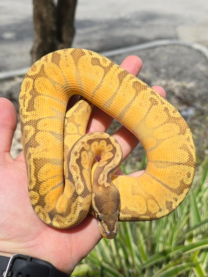 Sunset DG Het Hypo Ball Python by Morph Jungle