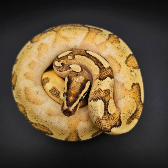 Fore Fly Calico Ball Python Enchi, YB, Fire, Calico Ball Python by Morph Kings