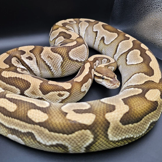 Lesser Female Proven Breeder Ball Python by Morph Kings