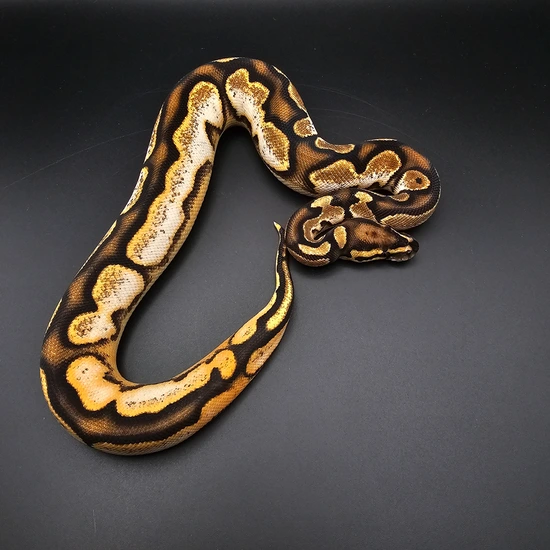 Female, OD,YB,Calico,Fire,Bp Ball Python by Morph Kings