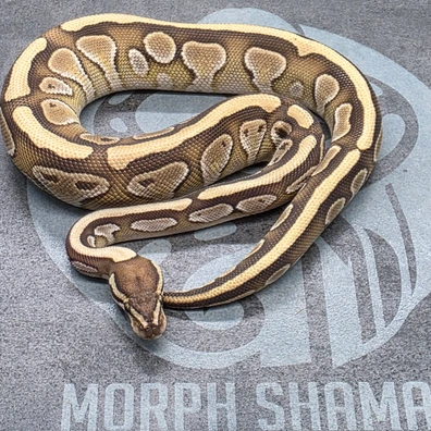 Hydra Butter Het Clown Ball Python - male for sale from Morph Shaman