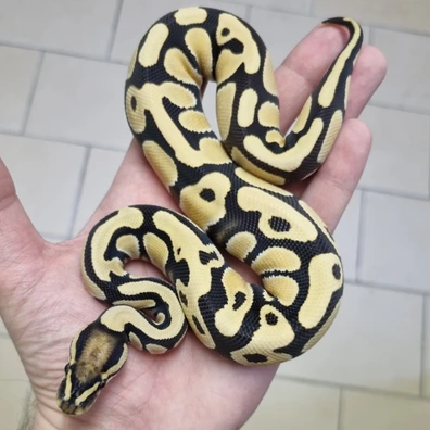 Orange Dream Desert Ghost Het Clown Ball Python - male for sale from MorphArt Reptiles