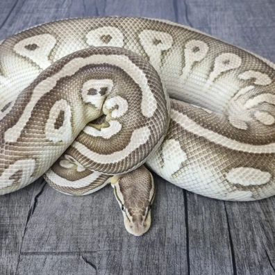 Pastel Lesser Triple Het Desert Ghost Clown Pied (Proven Breeder) Ball Python - female for sale from MorphArt Reptiles