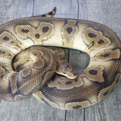 Wookie Clown (Proven Breeder) Ball Python - male for sale from MorphArt Reptiles