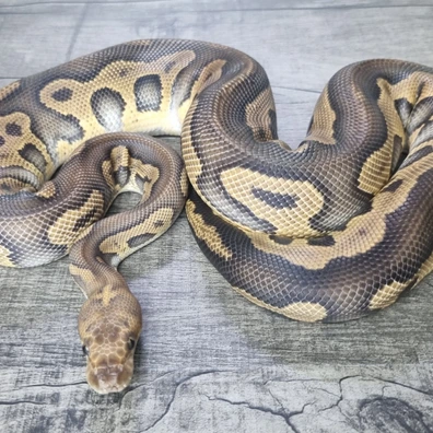 Mahogany Leopard (GHI) Clown RTB Ball Python - male for sale from MorphArt Reptiles