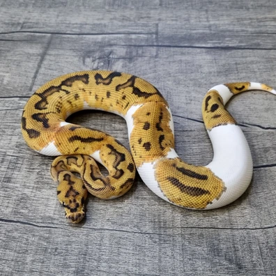 Clown Pied 100% Het Lavender Albino Ball Python - male for sale from MorphArt Reptiles