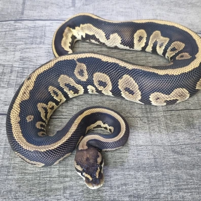 Leopard Redhead Het Ultramel Ball Python - male for sale from MorphArt Reptiles
