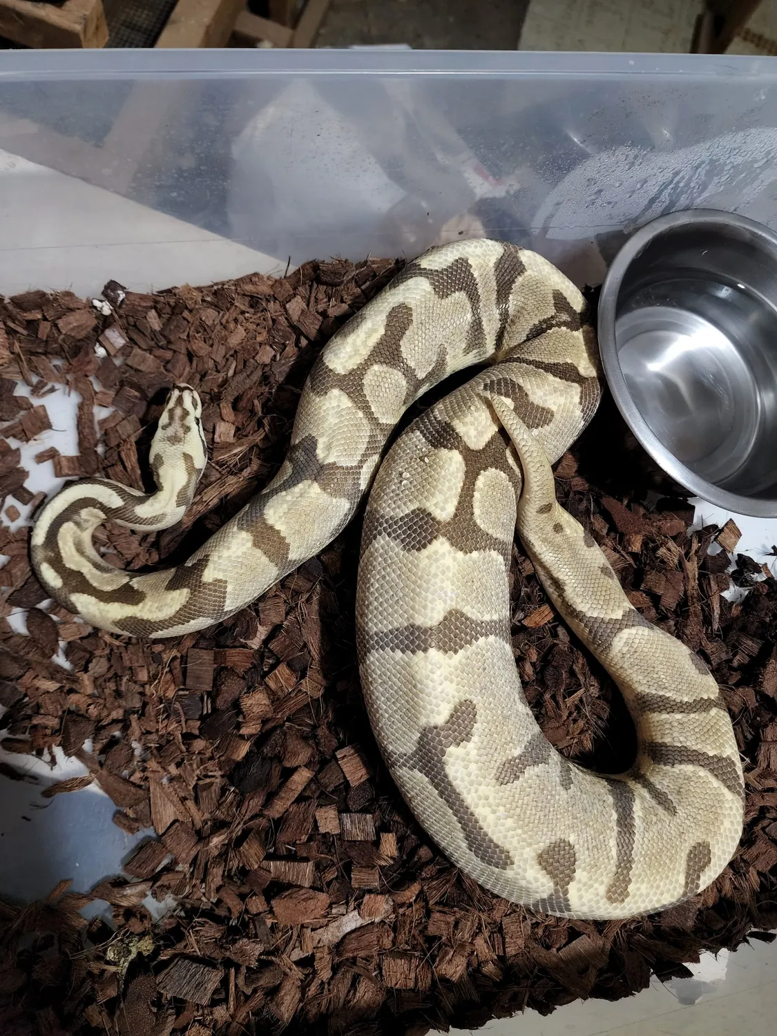 Ball Python Clutch: 69 by Morph Daddy Mutations - MorphMarket