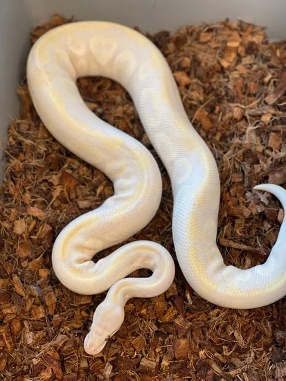 Mystic Lavender Albino Ball Python by Morphed Out Reptilez