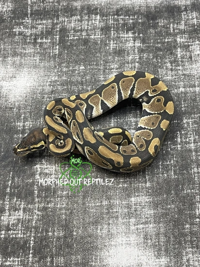 Candy Clown Ball Python 100% DH Candy Clown Ball Python by Morphed Out Reptilez
