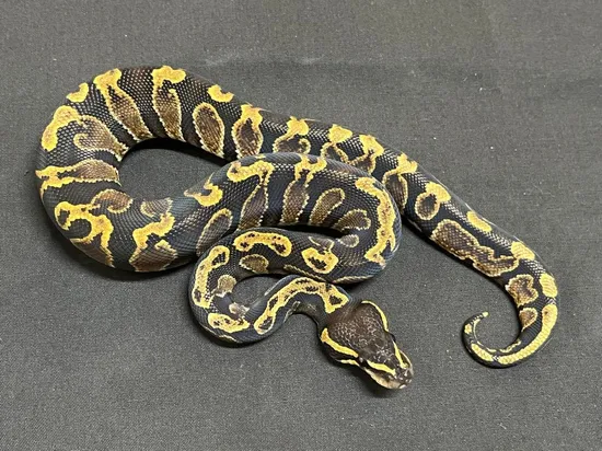 Ghi Het Ghost Ball Python by MorphEvolution