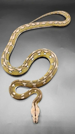 Kalatoah Tiger Reticulated Python Motley Tiger Anery Het Purple 25% Unknown/25% Kalatoa 6.25 Jamp Male ...
