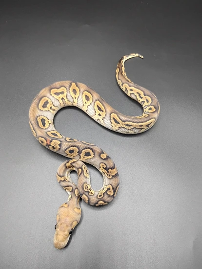 Ghi Clown Het Pied Ball Python by MorphEvolution