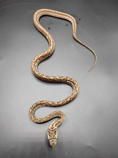 Pure Coastal Hypo Tiger Coastal Carpet Python by MorphEvolution