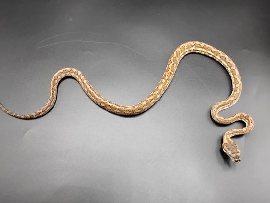 Pure Coastal Hypo Tiger Coastal Carpet Python by MorphEvolution