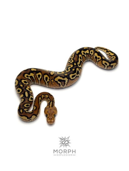 Pompeii Python Pompeii Ball Python by Morph Explosion
