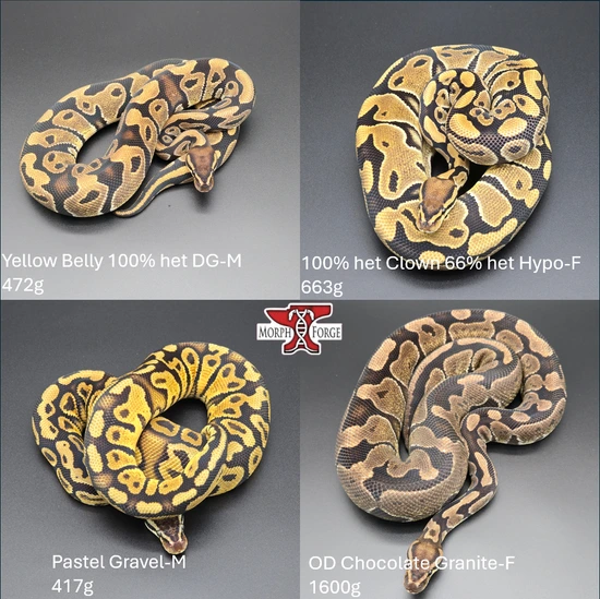 3.2 Genetic Mashup! 10 Gene Mixed Het Group With Proven Breeder Female ...