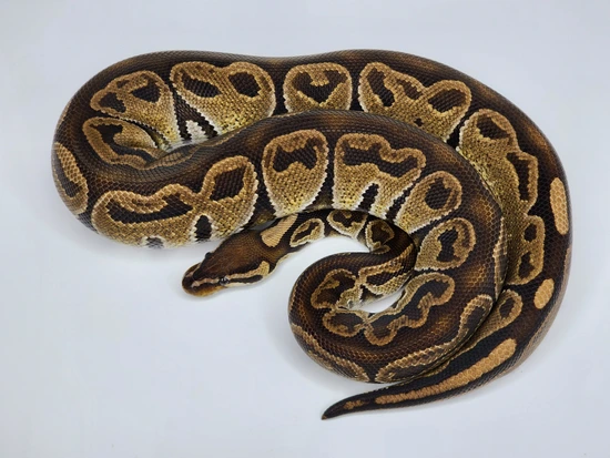 Het Red Axanthic Ball Python by Custom Scales