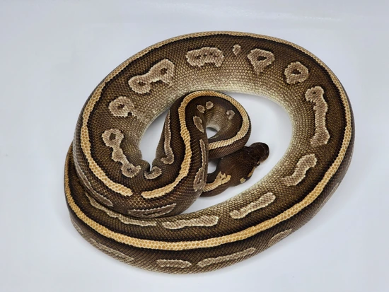 Mojave Bongo Ball Python by Custom Scales