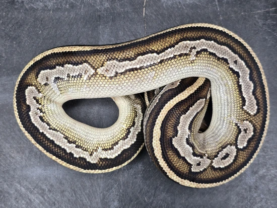 Mojave Bongo DH Hypo Pied Ball Python by Custom Scales