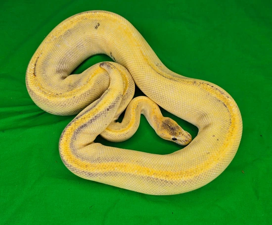 Pumpkin Champagne Poss Chocolate Het DG PH Cryptic/Hypo Ball Python by ...