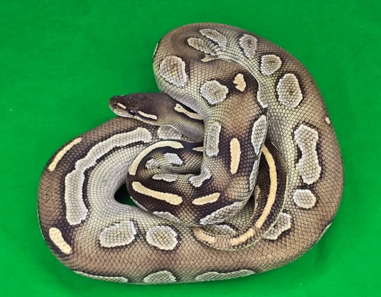 Blackhead Lesser Hydra Ball Python by Custom Scales