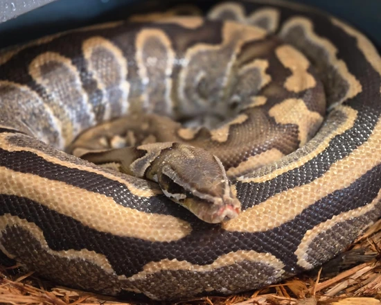 Blood Ball Hybrid Hybrid Python by Custom Scales