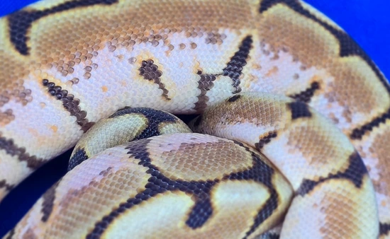 Spider Enchi Cinnamon Calico Ball Python by Custom Scales