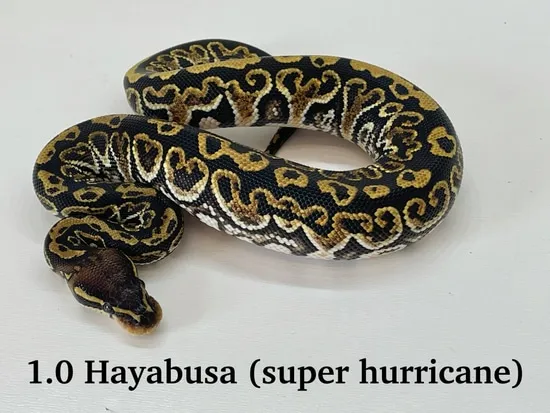 Hayabusa Ball Python by Morph Magic Ball Pythons